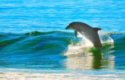 Taijiquan am Abend: Montags 25.08. – 13.10.25 Wie Schwimmen in der Luft